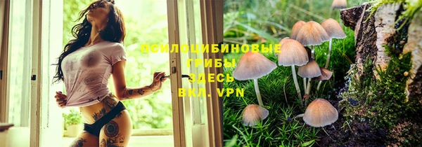 крисы Корсаков