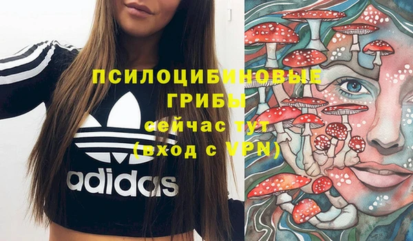 крисы Корсаков